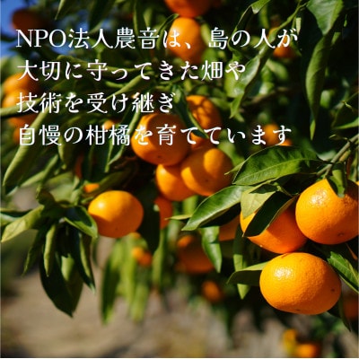 【中島産】カラマンダリン　ストレート果汁100%ジュース　720ml×12本
