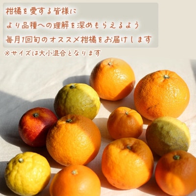 【発送月固定定期便】【12月から発送】柑橘 5kg × 4回 計20kg 品種おまかせ全4回