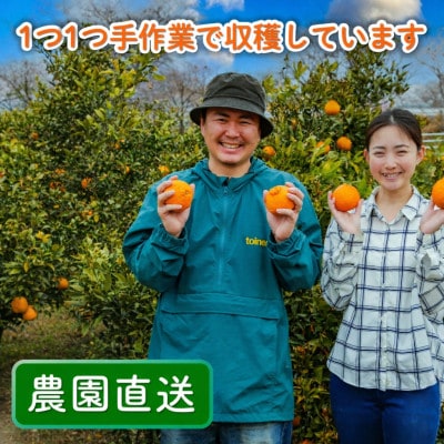 家庭用 不知火(デコポンと同品種)3kg 光センサー選別　糖度13.5度以上 2027年2月順次発送