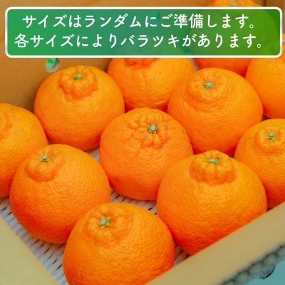 家庭用 不知火 5kg 光センサー選別 糖度13.5度以上 2027年2月以降順次発送