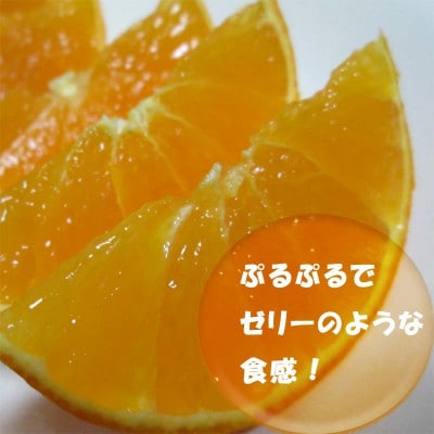 中島みかん農園 愛果28号 小玉 2kg