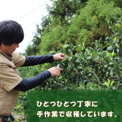 中島みかん農園 家庭用 レモン 約2kg