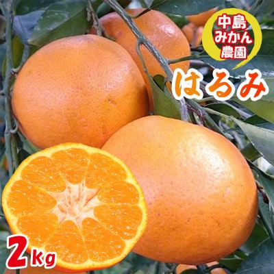 中島みかん農園 はるみ 小玉 2kg