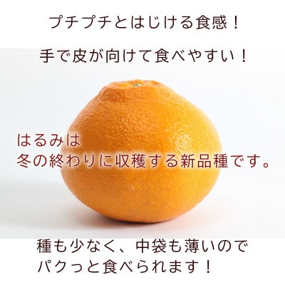 中島みかん農園 はるみ 小玉 2kg