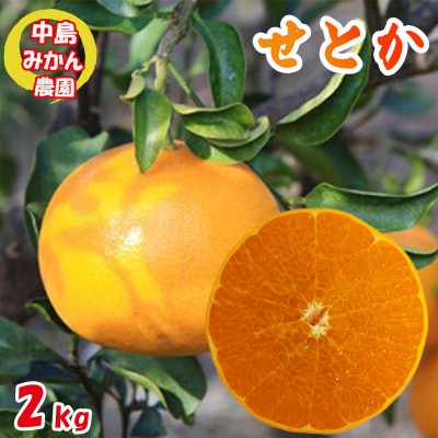 中島みかん農園 せとか 小玉 2kg