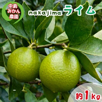 中島みかん農園 ライム 約1kg