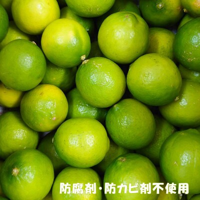 中島みかん農園 ライム 約1kg
