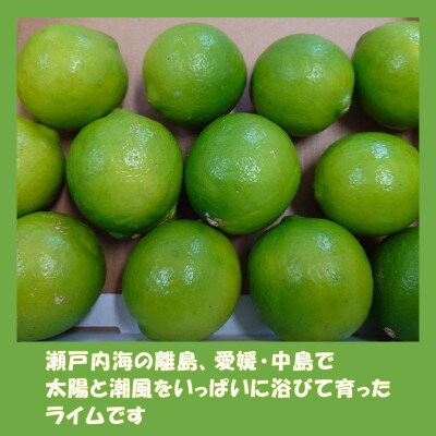 中島みかん農園 ライム 約1kg