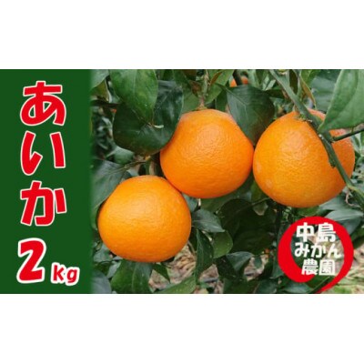 中島みかん農園 愛果28号 訳あり 2kg