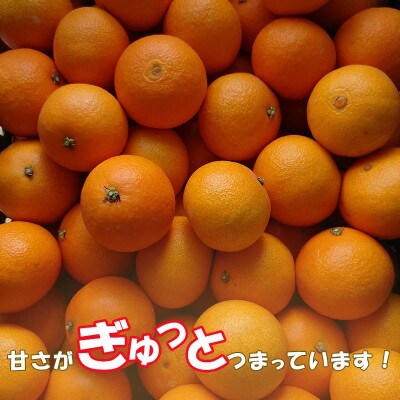 中島みかん農園 愛果28号 訳あり 2kg