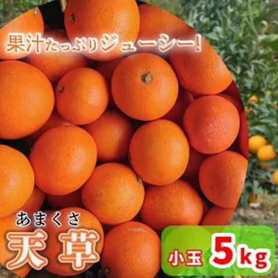 中島みかん農園 天草(あまくさ) 小玉 5kg