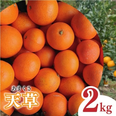 中島みかん農園 天草(あまくさ) 小玉 2kg