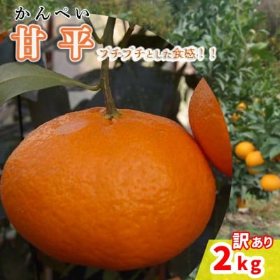 中島みかん農園 甘平 訳あり 2kg