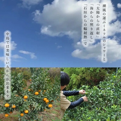 中島みかん農園 甘平 訳あり 2kg