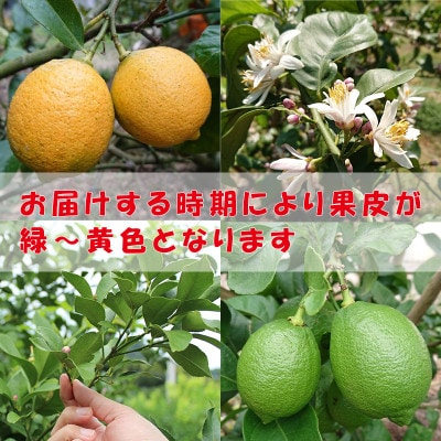 【冷蔵】中島みかん農園 家庭用 レモン 約5kg
