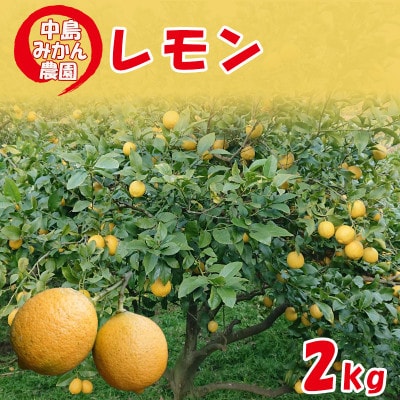 【冷蔵】中島みかん農園 家庭用 レモン 約2kg
