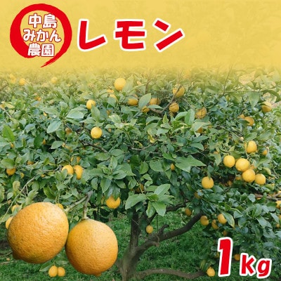 【冷蔵】中島みかん農園 家庭用 レモン 約1kg