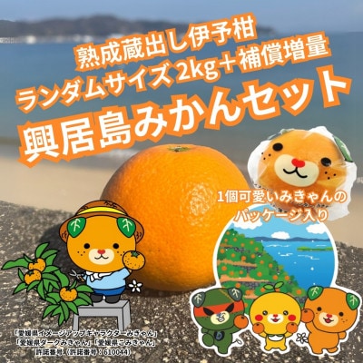 2kg+補償増量訳ありランダムサイズ 愛媛県松山市興居島 熟成蔵出し伊予柑セット