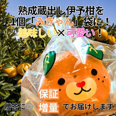 2kg+補償増量訳ありランダムサイズ 愛媛県松山市興居島 熟成蔵出し伊予柑セット