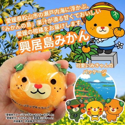 みきゃんの個包装★しまのみかん　2kg+補償増量　愛媛　松山　温州みかん　L～3Lサイズ