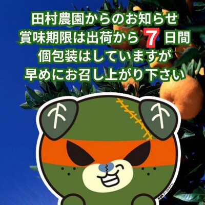 みきゃんの個包装★しまのみかん　2kg+補償増量　愛媛　松山　温州みかん　L～3Lサイズ