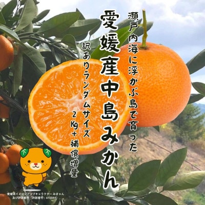 2kg+補償増量 訳ありランダムサイズ 愛媛 松山 中島(みかん)柑橘