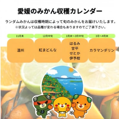 2kg+補償増量 訳ありランダムサイズ 愛媛みかん詰め合わせセット