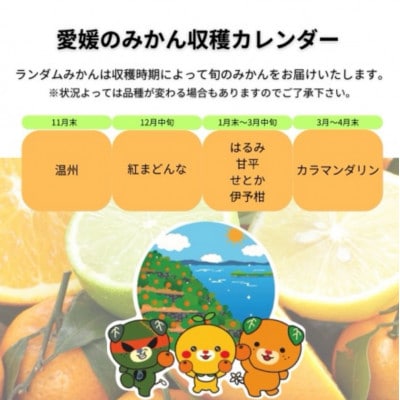 2kg+補償増量 訳ありランダムサイズ 愛媛 松山 中島(みかん)柑橘
