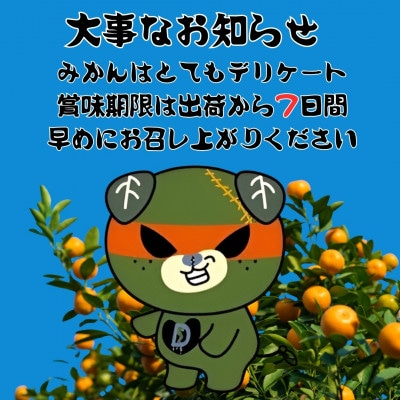 2kg+補償増量 訳ありランダムサイズ 愛媛みかん詰め合わせセット