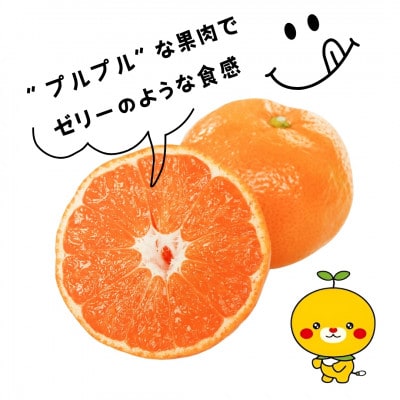 愛媛県北条産 愛果28号お試し3個入りセット