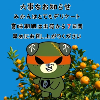 愛媛県北条産 愛果28号お試し3個入りセット
