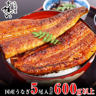愛媛県松山産　国産うなぎ蒲焼き5本600g～745g