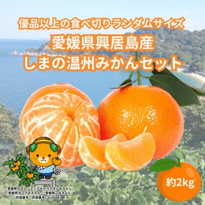 愛媛県興居島産　優品以上ランダムサイズ　約2kg　しまの温州みかん