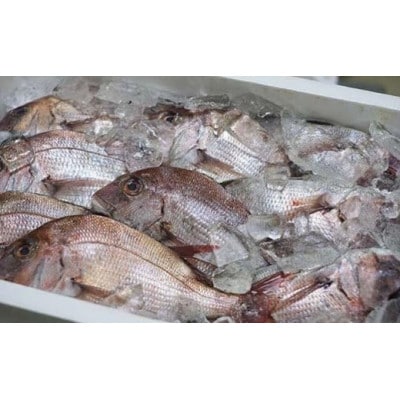 【マキノ海産】真鯛・ふぐ一夜干しセット