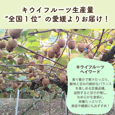キウイフルーツ ヘイワード 約3kg 産地直送
