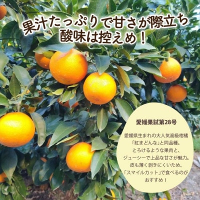 【秀品】愛果28号 (紅まどんな と同品種) 約2.5kg