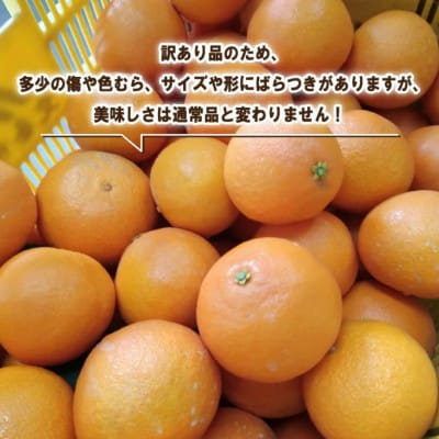 【訳あり】愛果28号 (紅まどんな と同品種) 約3kg