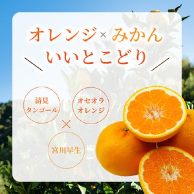 はれひめ 約3kg【2026年12月下旬頃から順次発送】産地直送 みかん