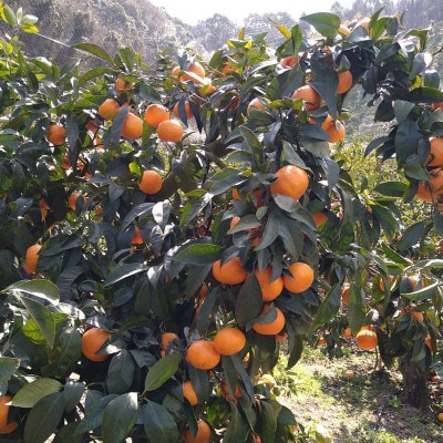 【2026年4月中旬順次発送予定】愛媛県中島産 カラマンダリン 約2.5kg 中島みかんのまこ農園