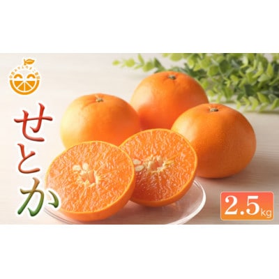 【2027年2月下旬順次発送予定】愛媛県中島産 せとか 約2.5kg 中島みかんのまこ農園