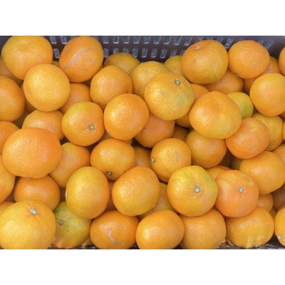 温州みかん 愛媛産　5kg