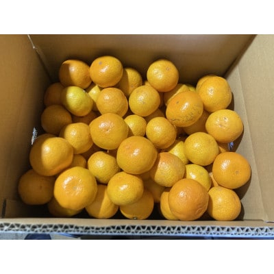 温州みかん 愛媛産　5kg