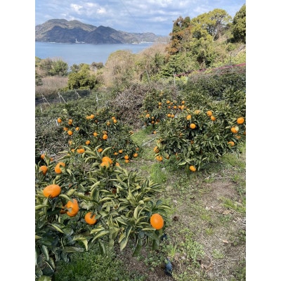 訳あり家庭用　睦月島のせとか約3kg