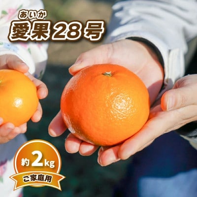 【2026年12月中旬から順次発送】 愛果28号 (家庭用) 約2kg
