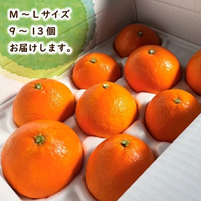 【2026年12月中旬から順次発送】 愛果28号 (家庭用) 約2kg