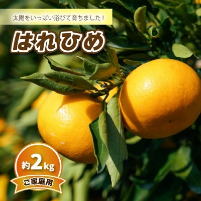 【2026年12月中旬から順次発送】はれひめ (家庭用) 約2kg