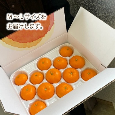 【2026年12月中旬から順次発送】はれひめ (家庭用) 約2kg