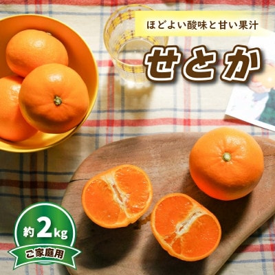 【2027年3月頃から順次発送】 せとか (家庭用) 約2kg
