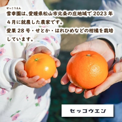 【2027年3月頃から順次発送】 せとか (家庭用) 約2kg