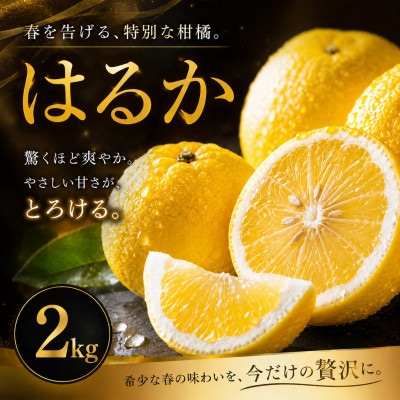 【選ぶならこれ】酸味ほぼなし【はるか】2kg　愛媛県産